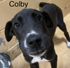 Colby Louisiana