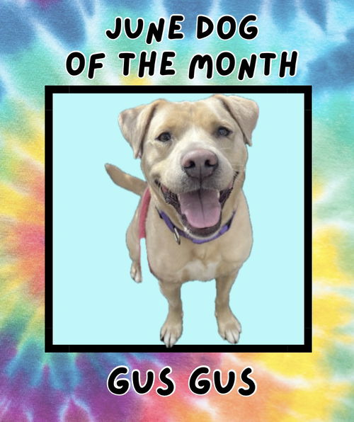 Gus Gus Athens