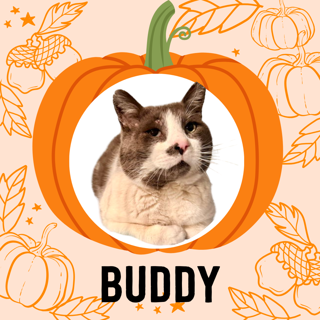 Buddy Image