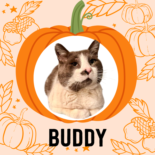 Buddy