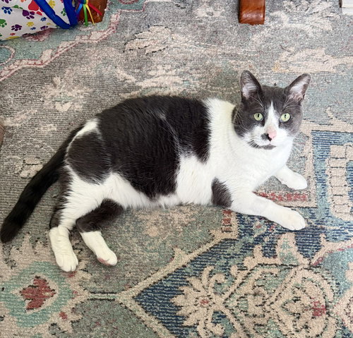 Buddy, Adult Domestic Short Hair (short coat), cat for adoption in Clifton, New Jersey