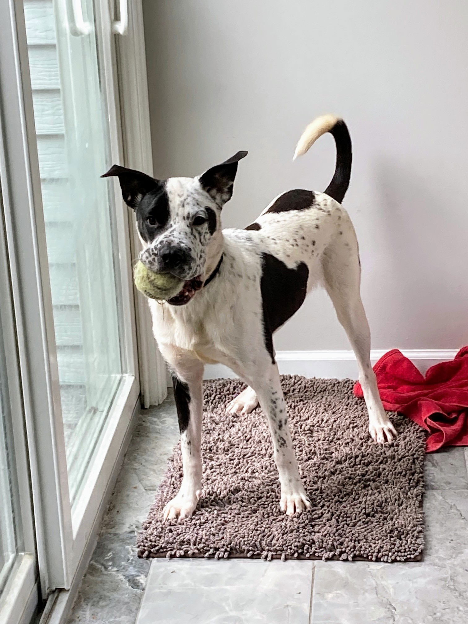 adoptable Dog in Rockaway, NJ named Vance GCH