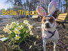 Bella Tripod Athens