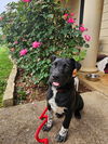 Magoo Lonestar