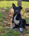 Magoo Lonestar
