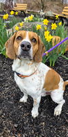 Milo Hound NJ