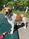 Milo Hound NJ