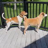 Milo Hound NJ