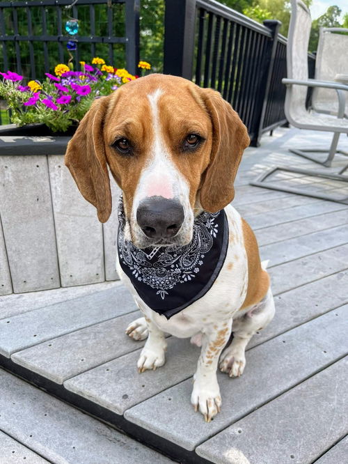 Milo Hound NJ