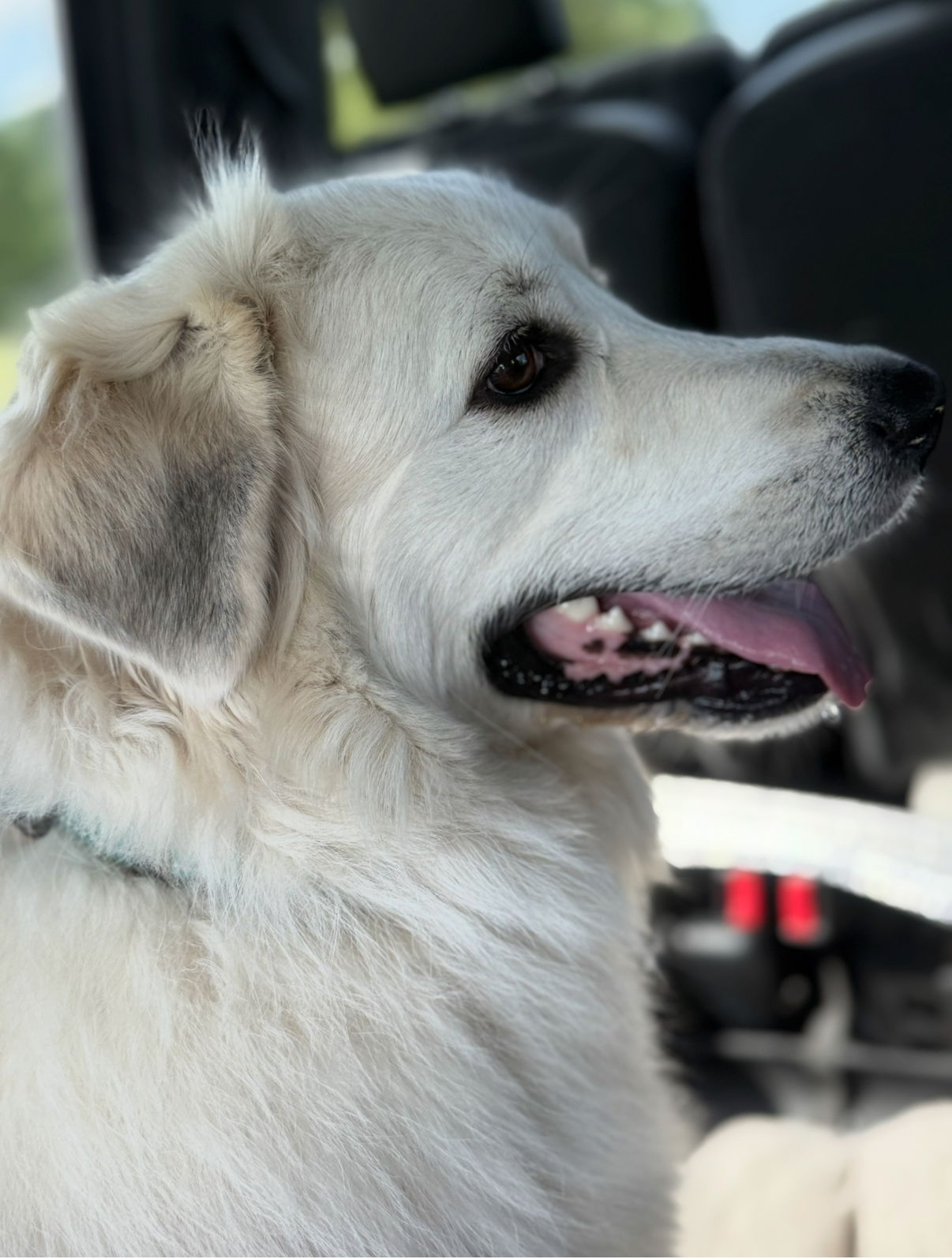 adoptable Dog in Rockaway, NJ named Snow White Lonestar*