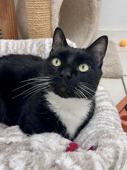 Duffy RM, Adult Domestic Short Hair (short coat), cat for adoption in Clifton, New Jersey