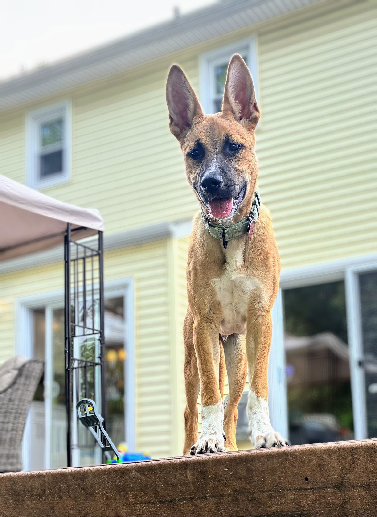 adoptable Dog in Rockaway, NJ named Marley Lonestar
