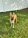 Marley Lonestar