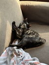 Roo KITTEN