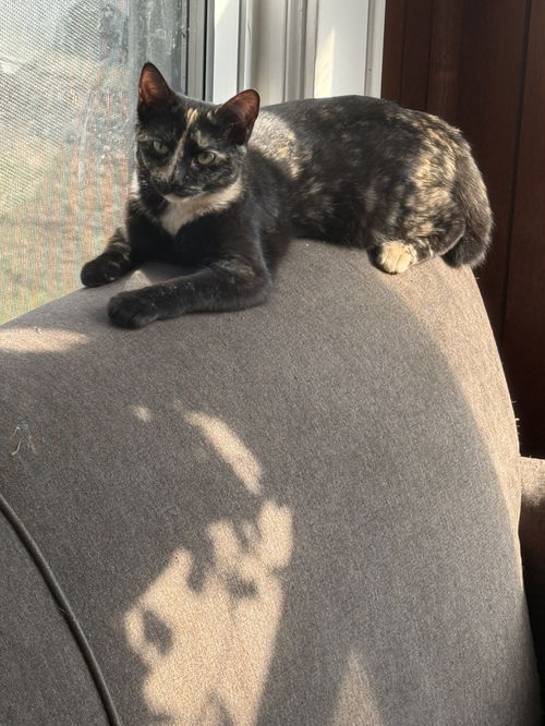Piglet KITTEN