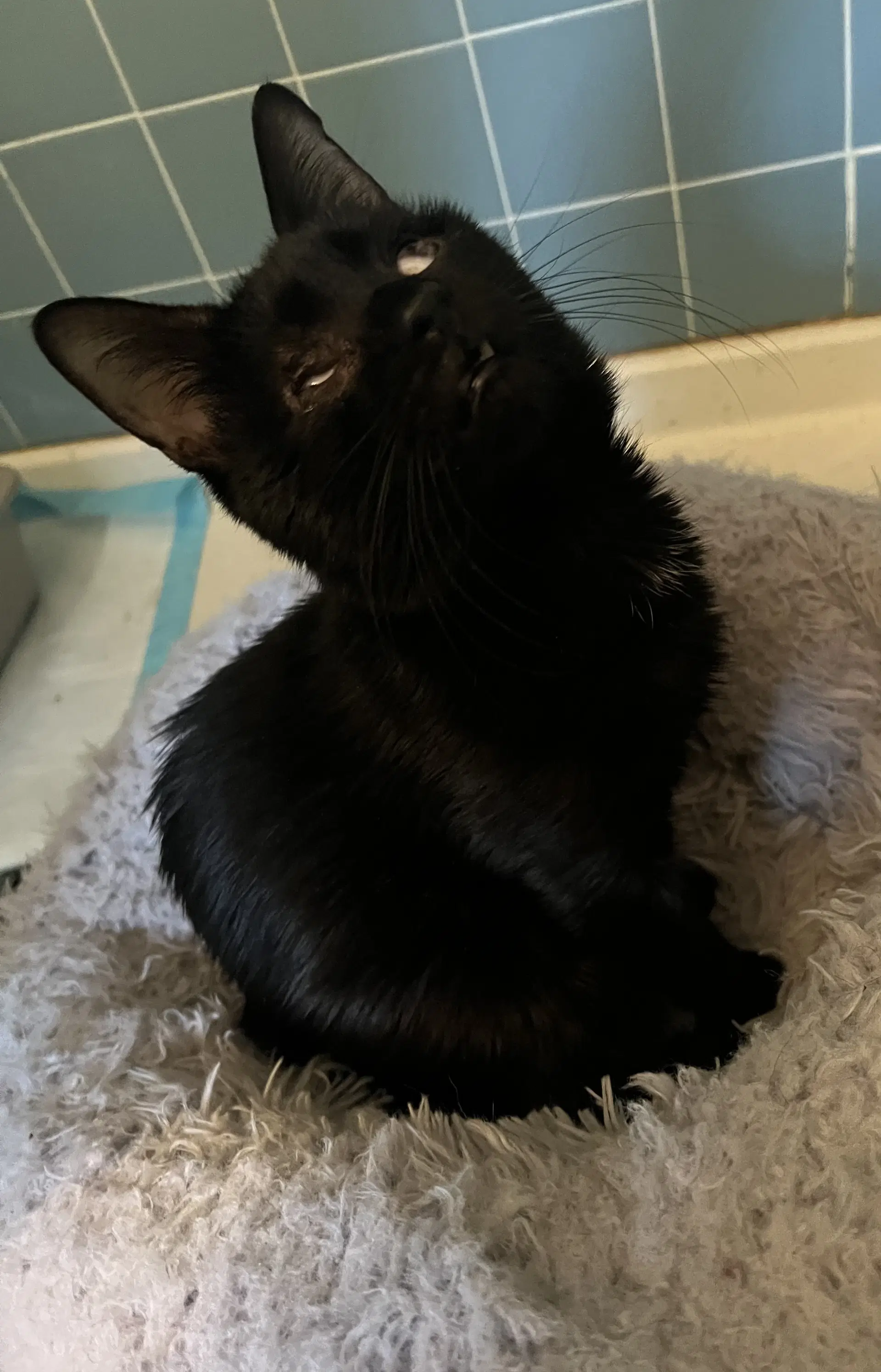 Ichabod - Domestic Short Hair