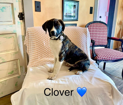 Clover Lonestar