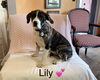 Lily Lonestar