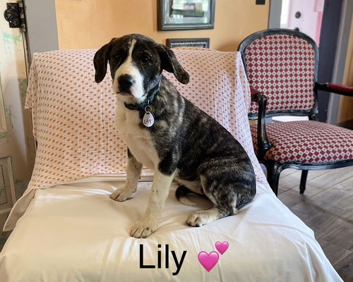 Lily Lonestar