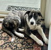 Lily Lonestar