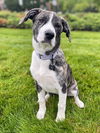 Lily Lonestar