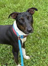 Dot GCH