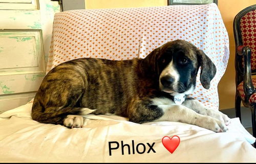 Phlox Lonestar