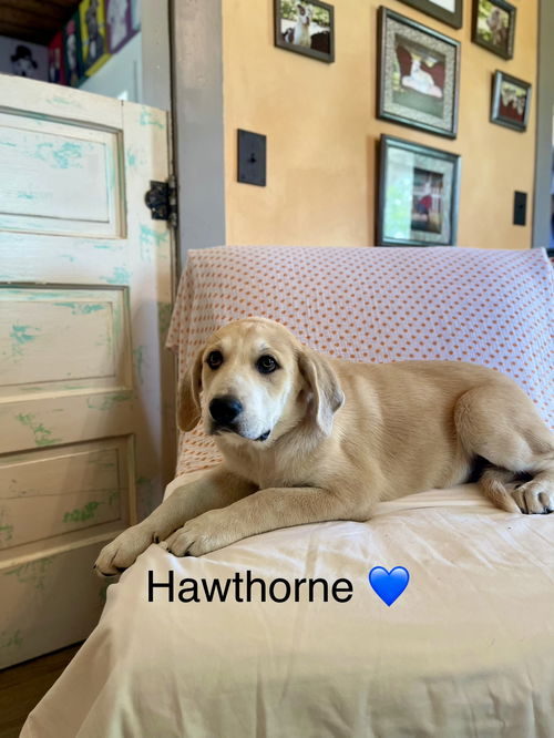 Hawthorn Lonestar