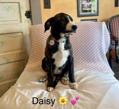 Daisy Lonestar