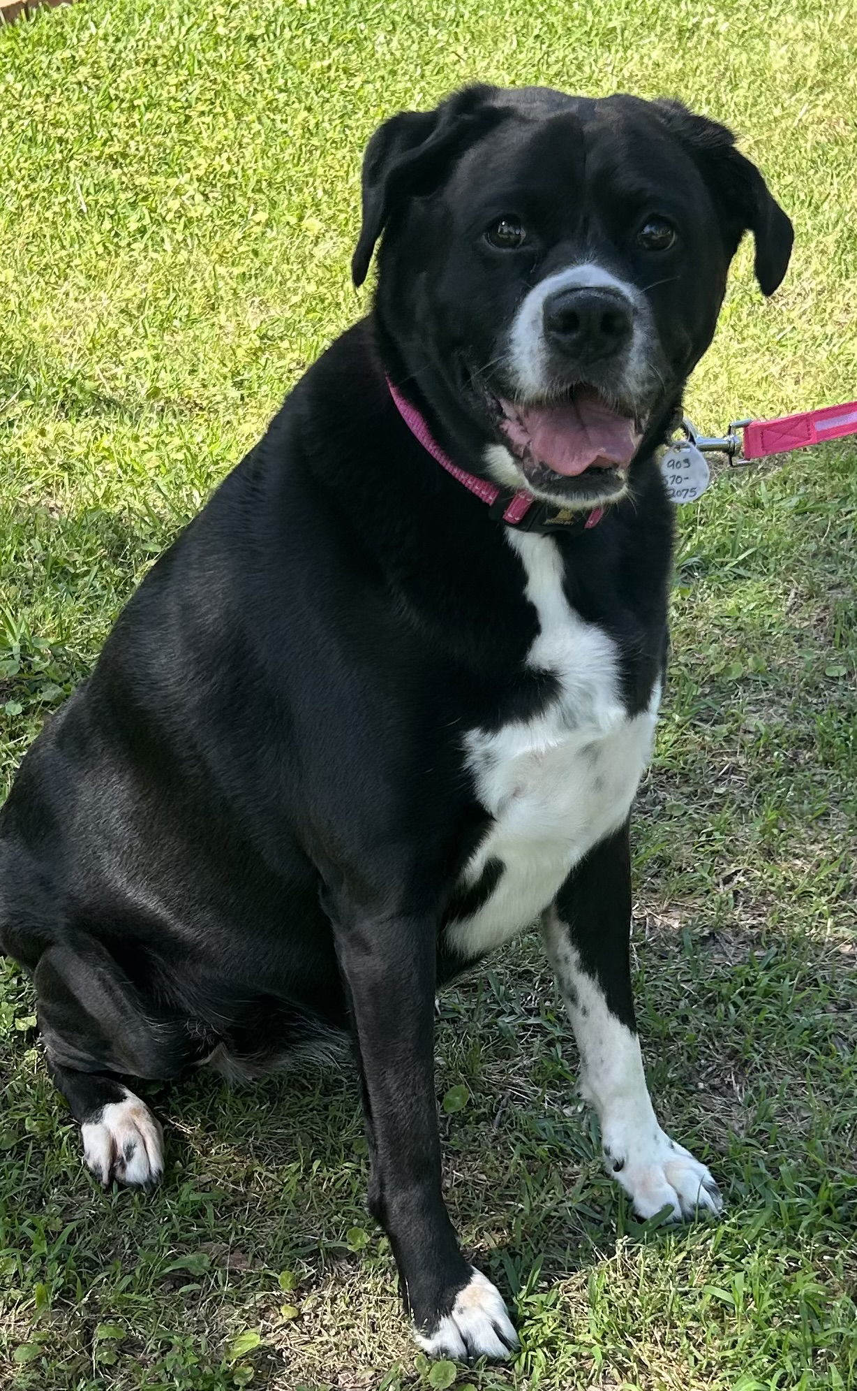 adoptable Dog in Rockaway, NJ named Ladybug Lonestar