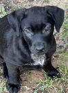 Emmy Lou Lonestar
