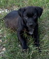 Emmy Lou Lonestar