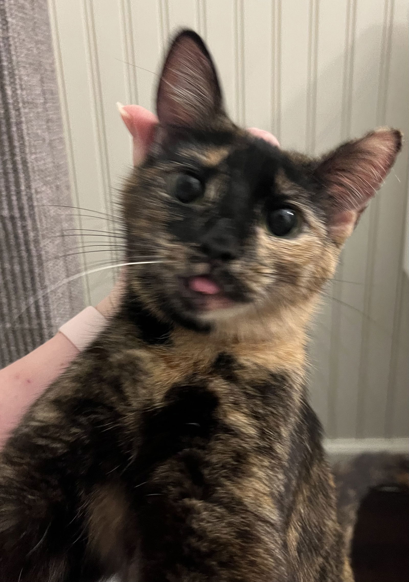 adoptable Cat in Rockaway, NJ named Chickpea