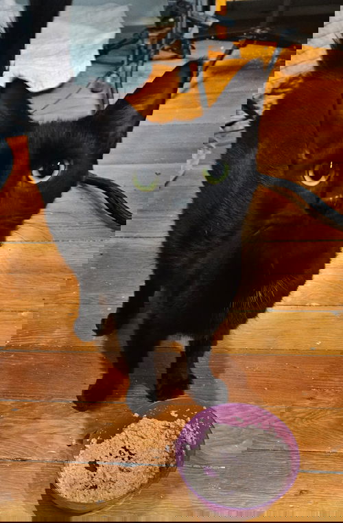 Raven