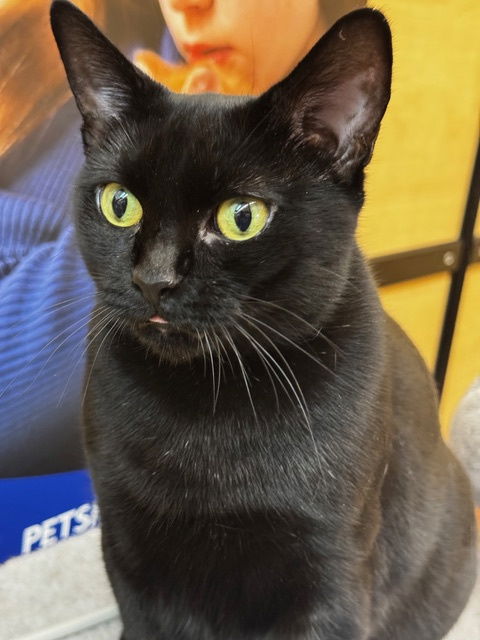 adoptable Cat in Rockaway, NJ named Athena RM