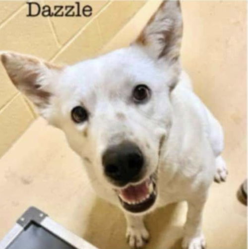 Dazzle Louisiana