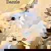 Dazzle Louisiana