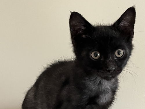 Ozzy KITTEN