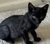 Ozzy KITTEN