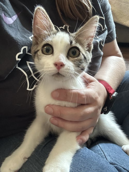 Dahlia's El KITTEN
