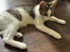Dahlia's El KITTEN