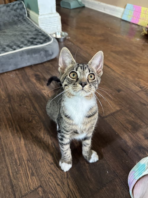 Dahlia's Joyce KITTEN