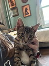Dahlia's Joyce KITTEN