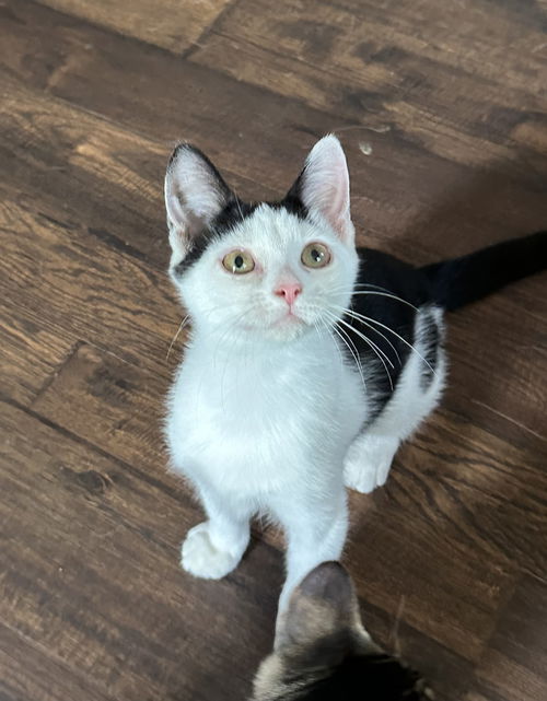 Dahlia's Susie KITTEN