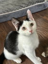 Dahlia's Susie KITTEN