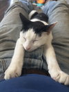 Dahlia's Susie KITTEN
