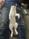 Dahlia's Susie KITTEN