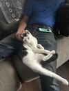 Dahlia's Susie KITTEN