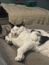 Dahlia's Susie KITTEN