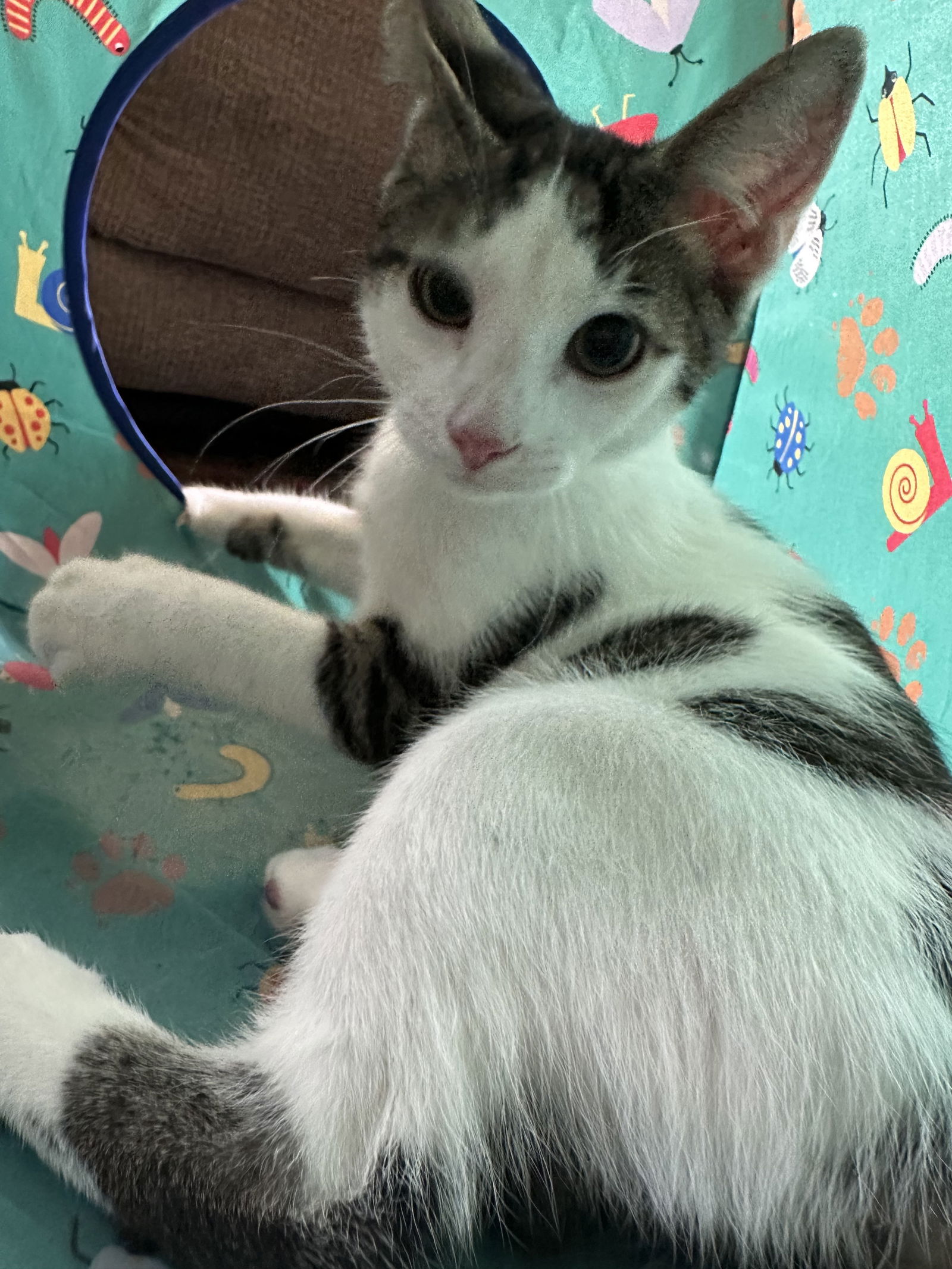 adoptable Cat in Rockaway, NJ named Dahlia's Mike KITTEN